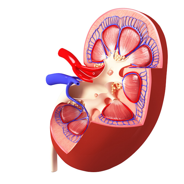 The link between gum disease and kidney disease